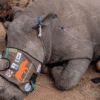 South Africa Injects Radioactive Material Into Rhino Horns to Thwart Poachers in Groundbreaking Anti-Trafficking Campaign Rhisotope Project